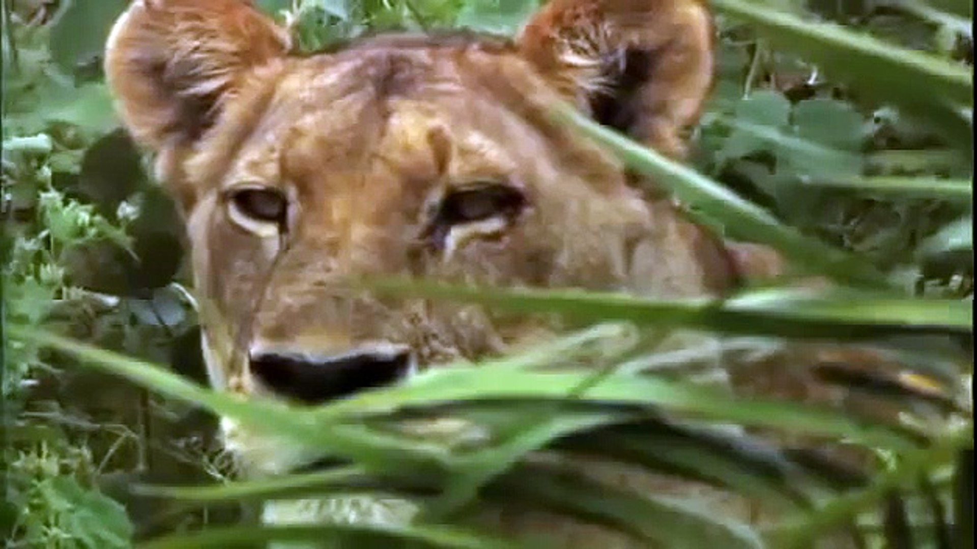 ⁣Animal Planet  Lions Hunting, Fighting documentary