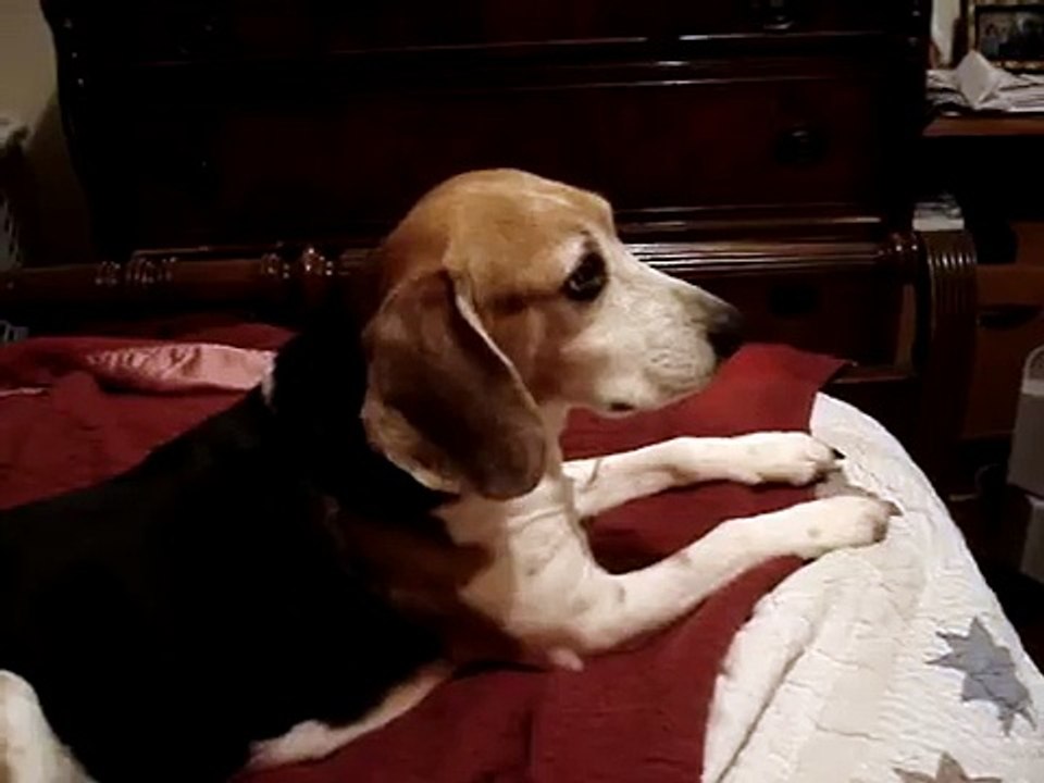 A Perfect Beagle Howl