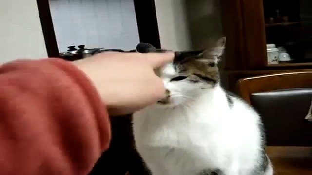 Funny Videos videos De Risa El Gato Me Va A Comer La Mano!! Perros Y Gatos Chistosos1?syndication=228326