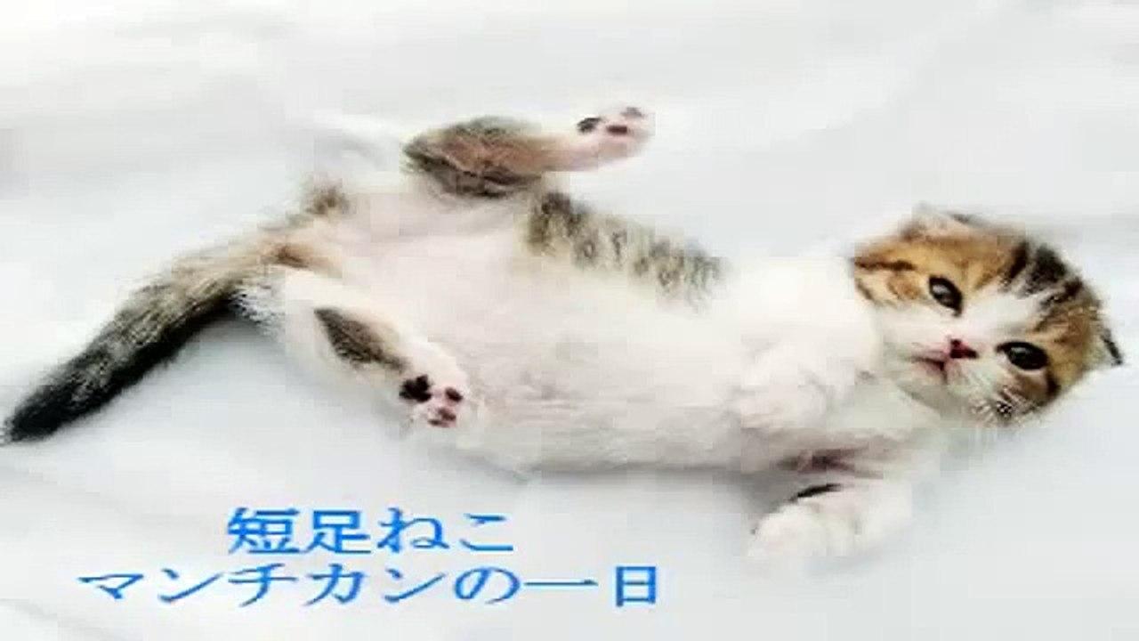 Funny Videos videos De Risa Me Derrito Por Este Gato!! Que Tierno!! Perros Y Gatos Chistosos1?syndication=228326