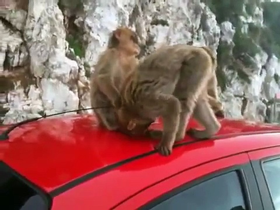 Gibraltar Monkeys Attack Car