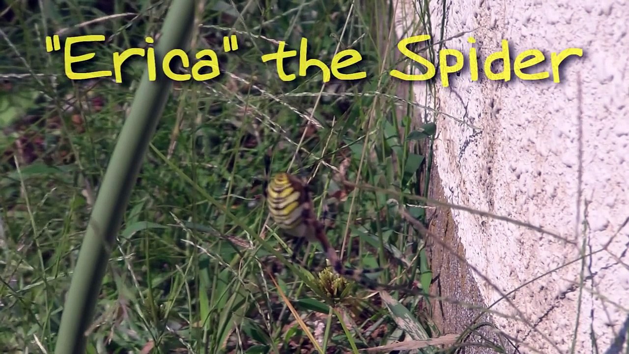 Praying Mantis VS Spider 　かまきりＶＳくも