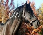 Othello Black Andalusian stallion horse