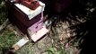 Beekeeping- This is our honey bees, this is our Apiary