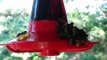 Invasion of bees on hummingbird feeder