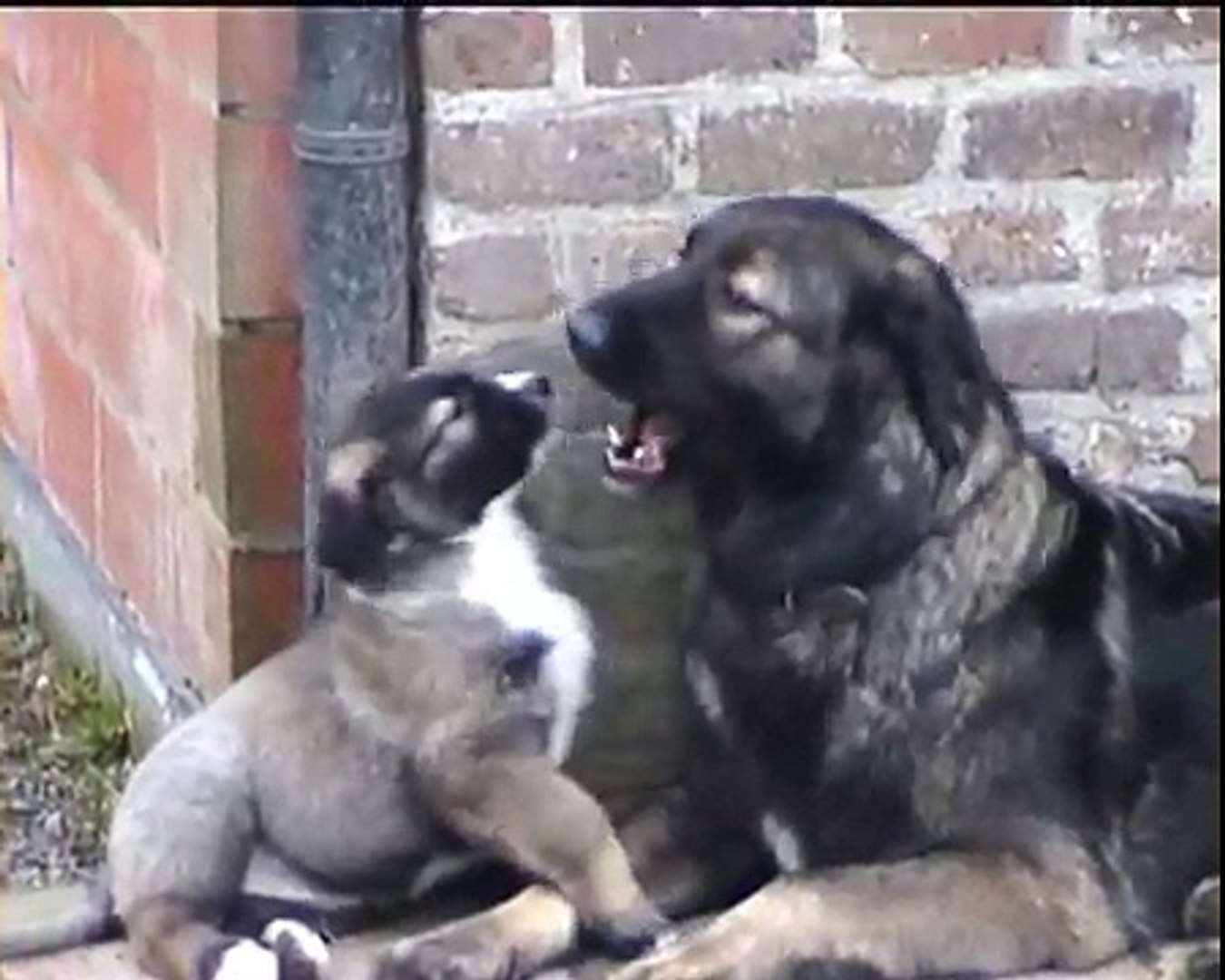 Ciobanesc Carpatin Carpathian Shepherd Dog Fulga Arun Pups Video Dailymotion