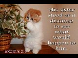 Cat Scriptures: Through the Bible