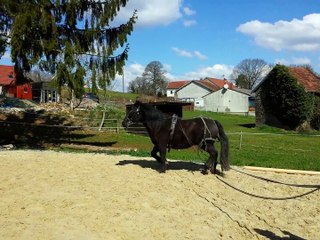 Première séance longue rênes avec oeillères