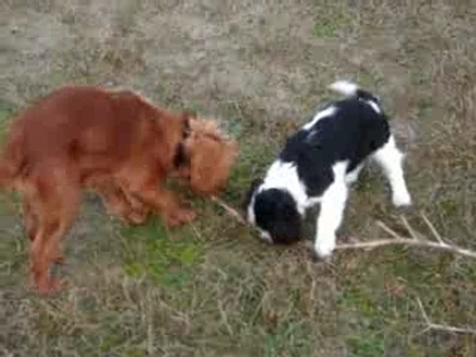 DUKE EN CHARLY CAVALIERS DEC 2006