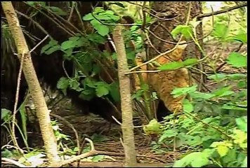 The Grizzly and the Tabby cat