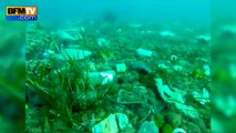 Cannes: des fonds marins tapissés de déchets
