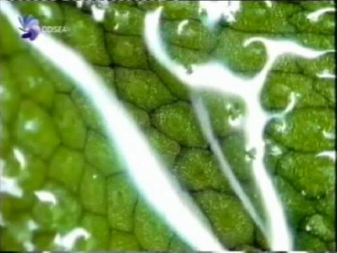 Raices y suelo fertil: Evolucion de las plantas