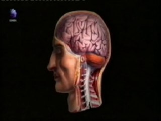 Cerebro y somnolencia: Simulador de conduccion