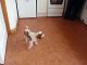 ♥ Cute Funny King Charles Spaniel Puppy Dancing - baby dog video - funny dog dancing ♥