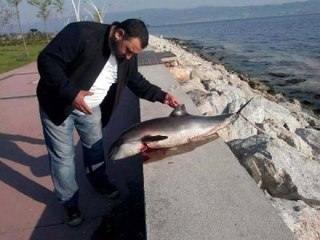 İzmit Körfezi'nde Yunus Ölümleri Endişelendirdi