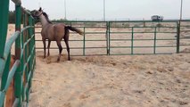 arabian horses saudi arabia 2014 فرس عربية واهو فرحة