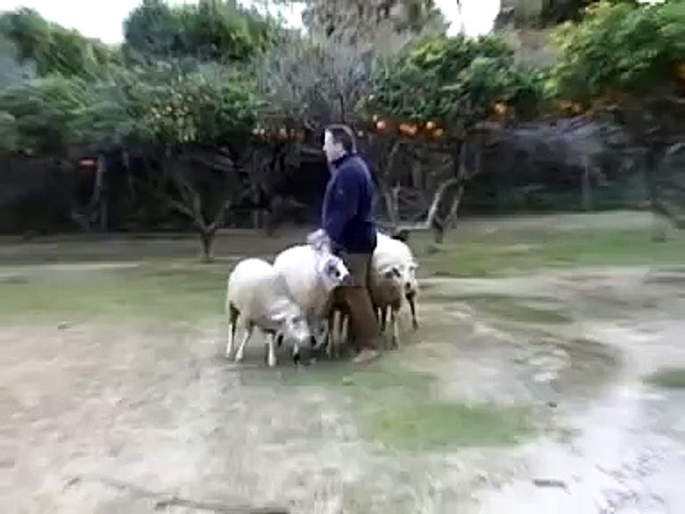 Border Collie, pastor, sheepdog, chien troupeau