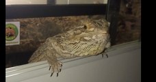 Smelly Bearded Dragon Isn't Keen on Baths