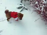 Shiba Inu - Meiko's first snow encounter