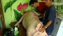 De verdad existen los cerdos tatuados?