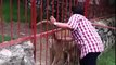Lion Hugs and Kisses A Woman Who Rescued Him