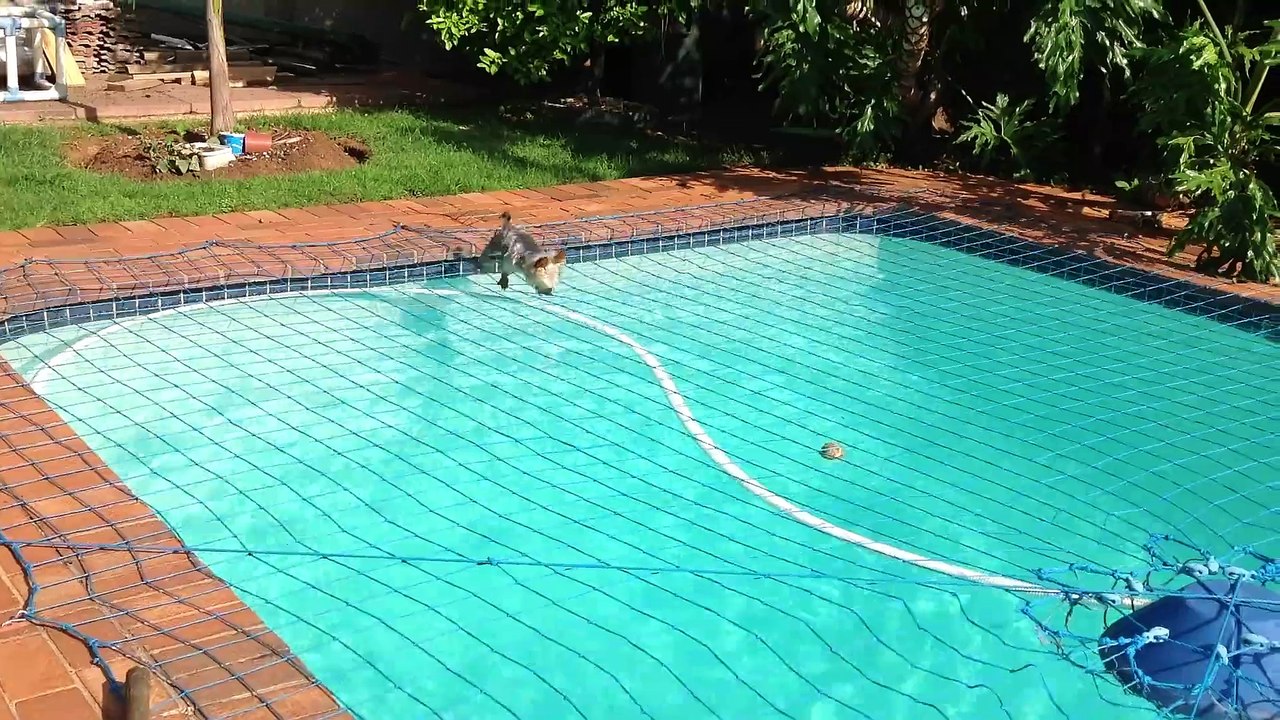 DOG thinking he's a SPIDER!