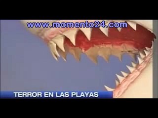 Sudáfrica: Un tiburón blanco devoró a un turista