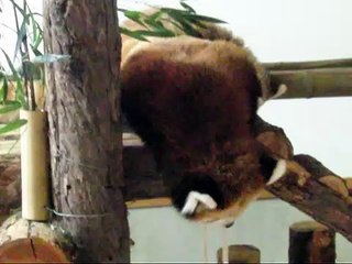 秋のRed Panda Festival レッサーパンダ祭り