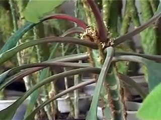 Кактусы и уход за ними