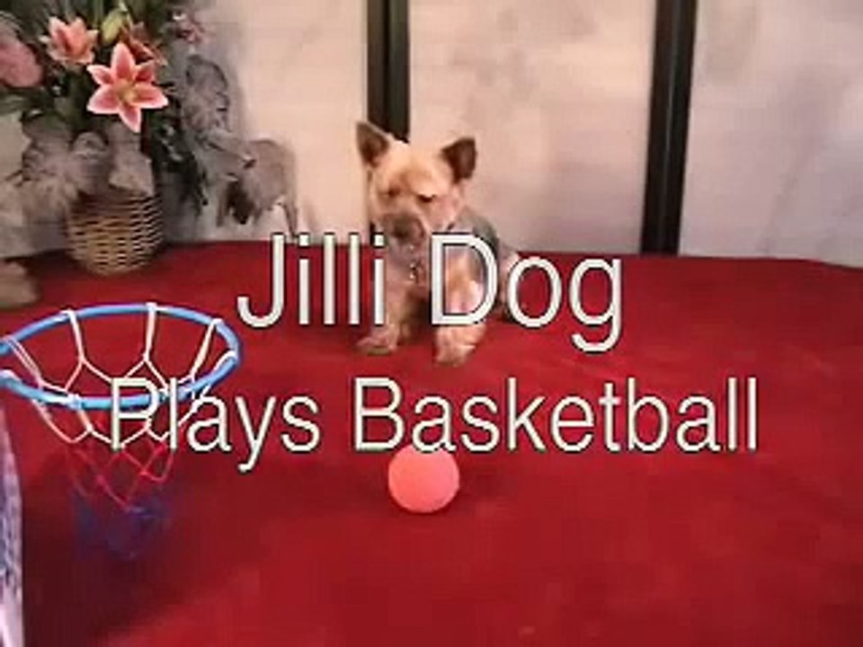 Jilli Dog Plays Basketball