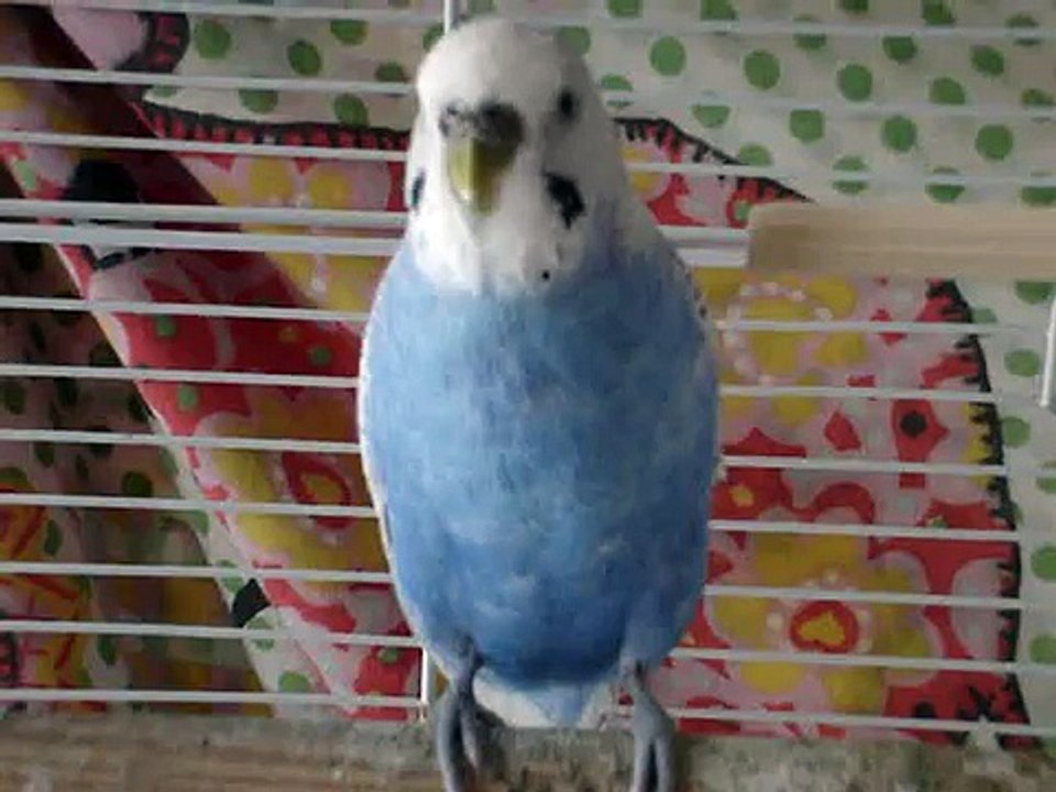 Blue's Inquisitive Take 2