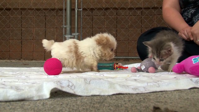 Un chien rescapé se noue d'amitié avec un chaton