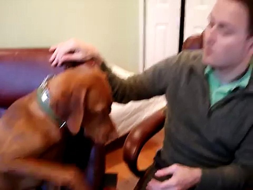 My vizsla puppy abuses me!