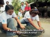 Animais nas Ruas - Cães e Gatos - WSPA Brasil