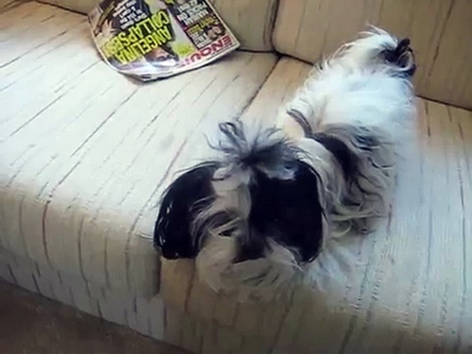 Shih Tzu gets real mad.