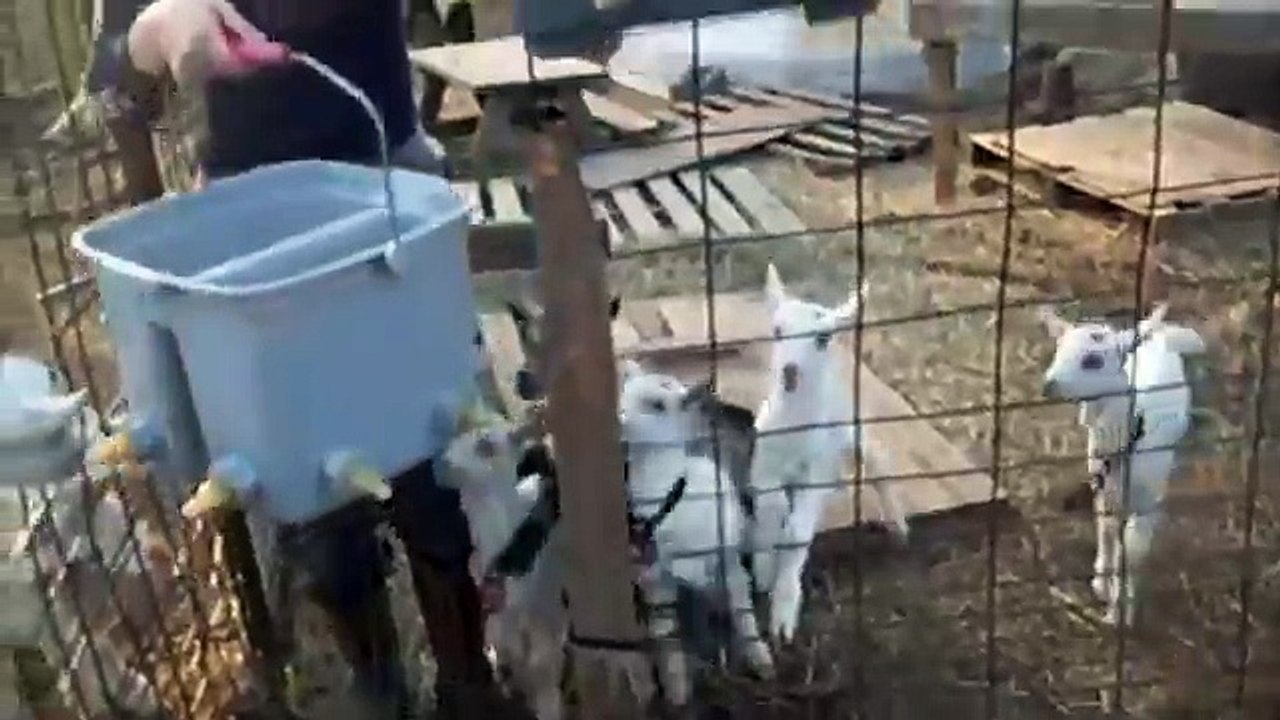Goat Farm