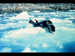 Killer Whale vs. Leopard Seal