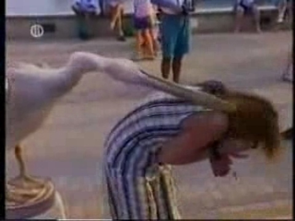 Animali 2