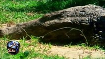Los Cocodrilos Crocodylidae Documental Nacimiento y Vida