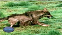 El Lobo Canis lupus  Documental Nacimiento y vida