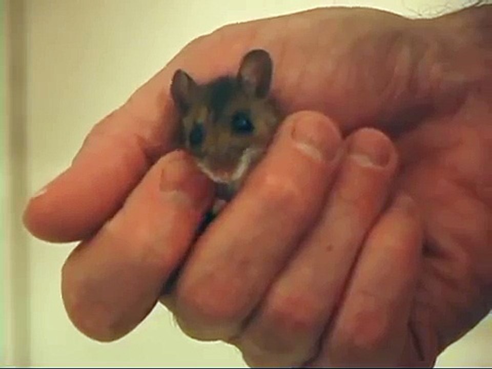 Friendly Wild Mouse