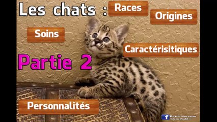 Le chat  Races, Origines, Caractérisques, Personnalités et Soins (Partie 2)