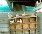 pigeon tippler in saudi high flier حمام باكستاني وحشي