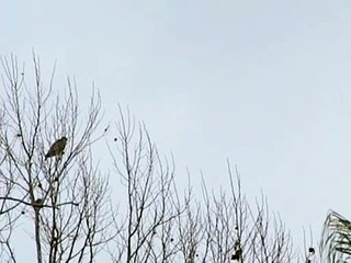 8 FT Wingspan Largest Bird I have every seen. Casio EXILIM Thunderbird