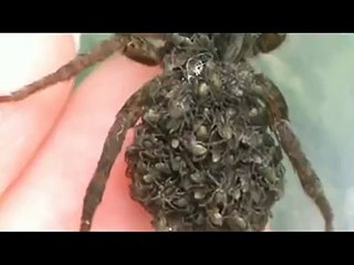 Female Wolf Spider With Babies On Her Back