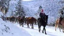 Transhumance chevaux pieds nus Pyrenees Free HORSES barefoot