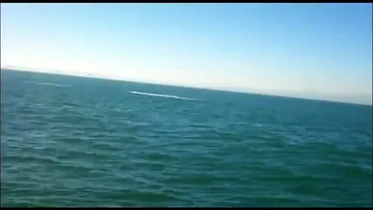 Whale Crushes Sailboat