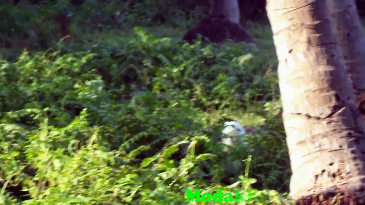 Hindu Goddess %26 Jungle