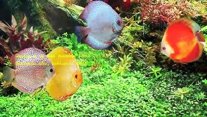 "Yo Sólo Quiero"   -   Roberto Carlos