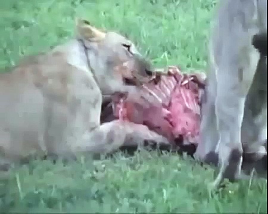 Animal Attack The Lions vs  Hyenas Huge    Young Hyenas Lions wild NEW@croos
